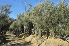 Olea europaea - Olive