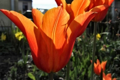 Tulipa 'Ballerina' - Lilienblütige Tulpe