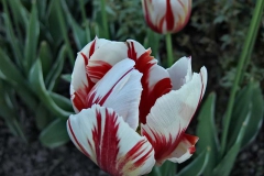 Tulipa 'Grand Perfection' Tulpe