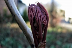 Paeonia suffruticosa - Strauchpfingstrose im Austrieb