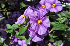 Lycianthes rantonnetii (alter Name: Solanum rantonnetii) - Enzianstrauch