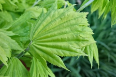 Acer shirasawanum 'Aureum' - Japanischer Goldahorn