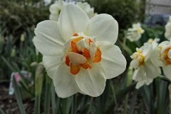 Narcissus-Sorbet---Narzisse